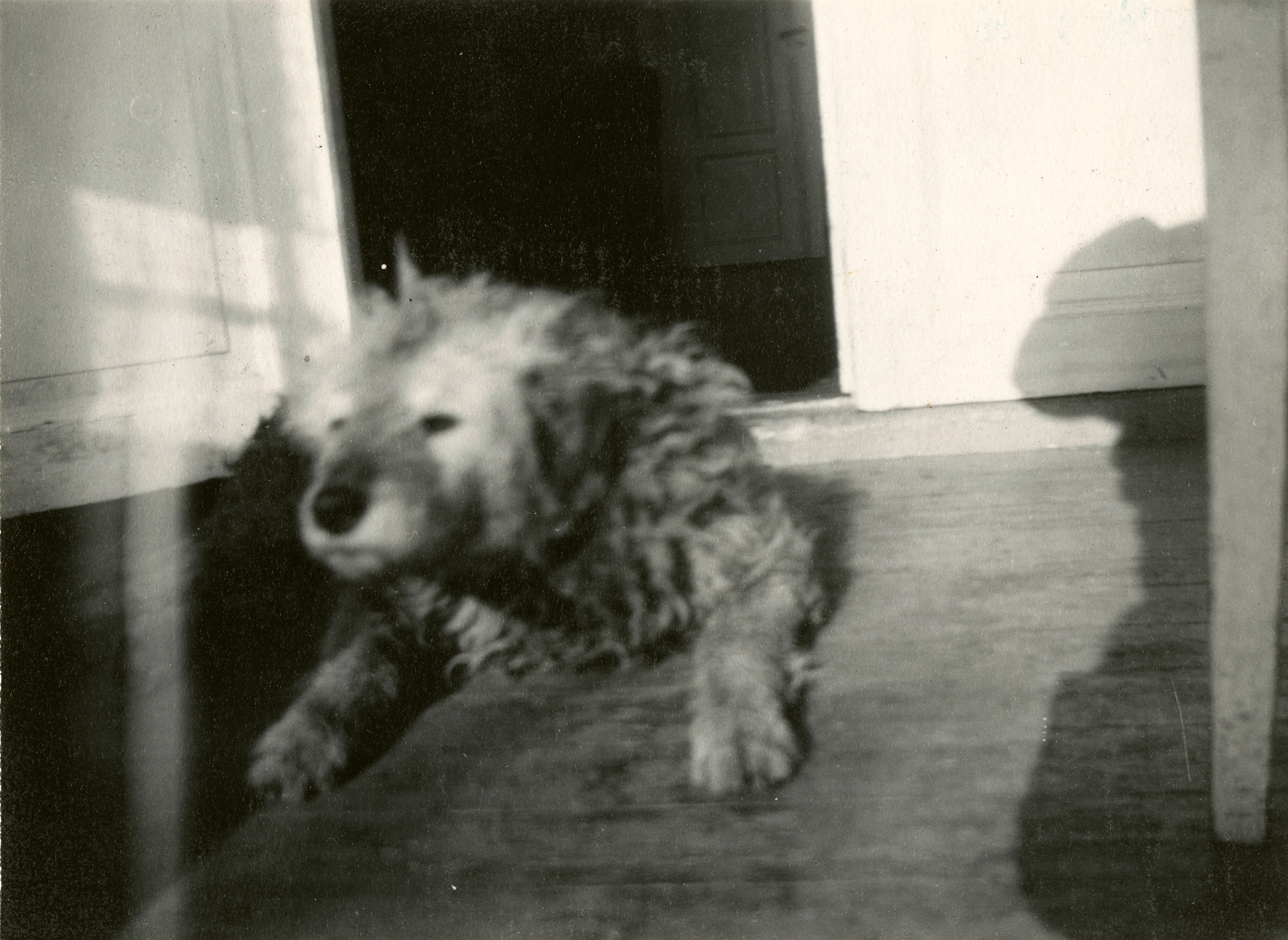Edvard Munchs hund, Fips, ligger på verandaen på Ekely. Fotografi