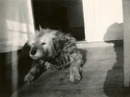 Edvard Munchs hund, Fips, ligger på verandaen på Ekely. Fotografi