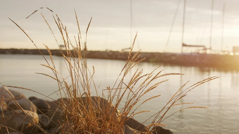Yellow reeds by the water's edge in Åsgårdstrand at sunset. In the background, there is a stone pier and sailboat masts.